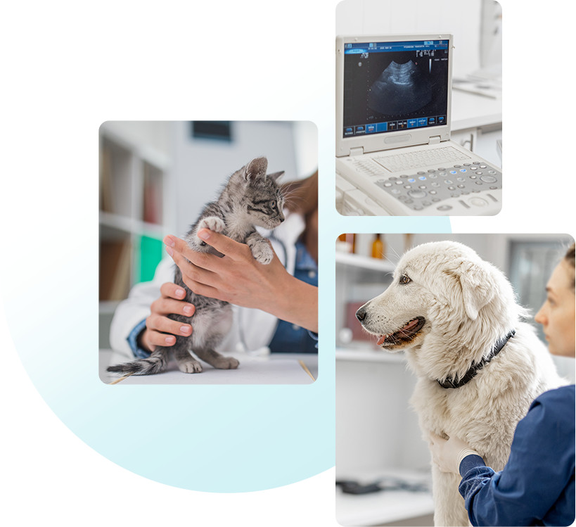 Hearts and Tails in Windsor, Ontario